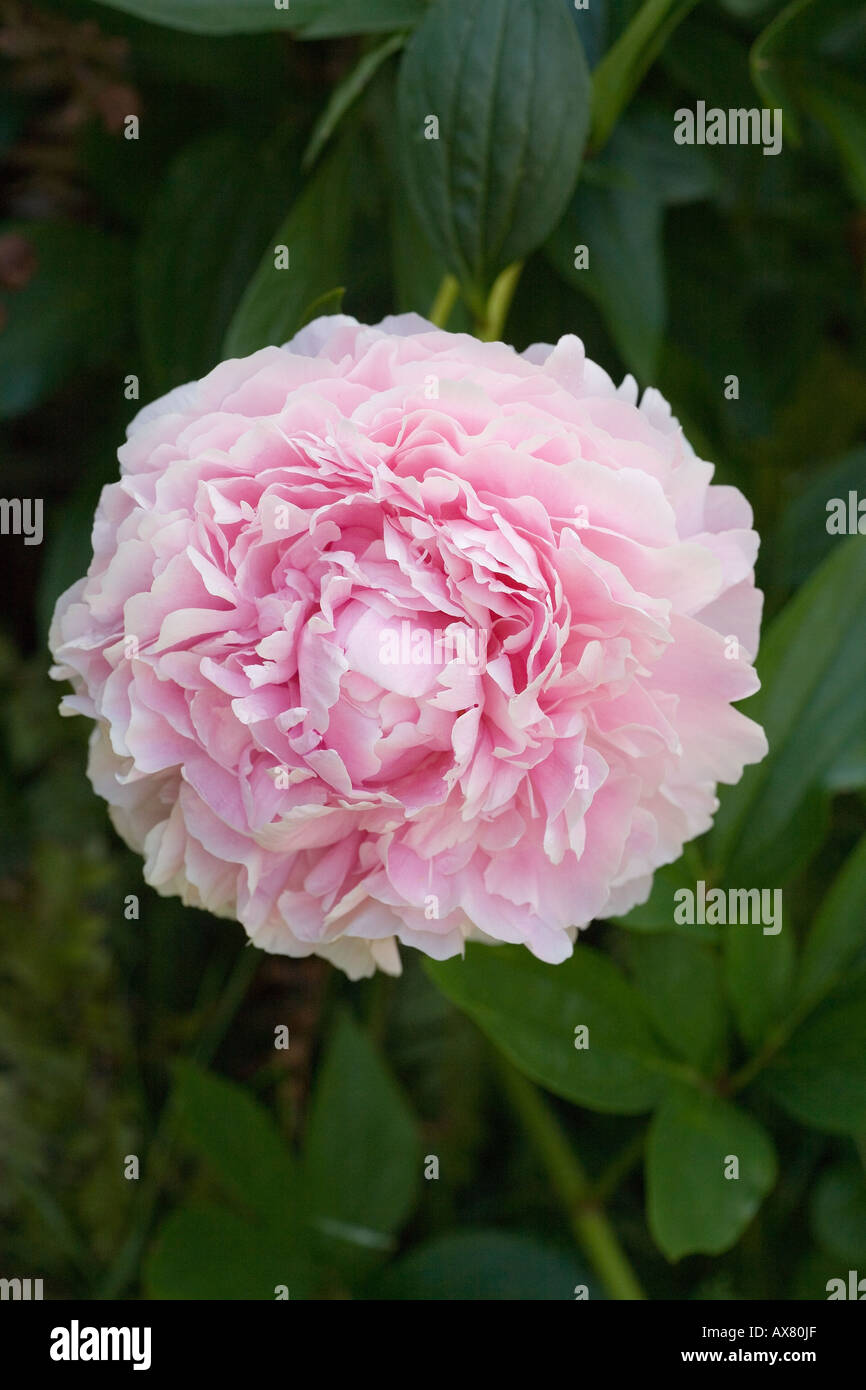 Peony bloom bright pink magenta Stock Photo