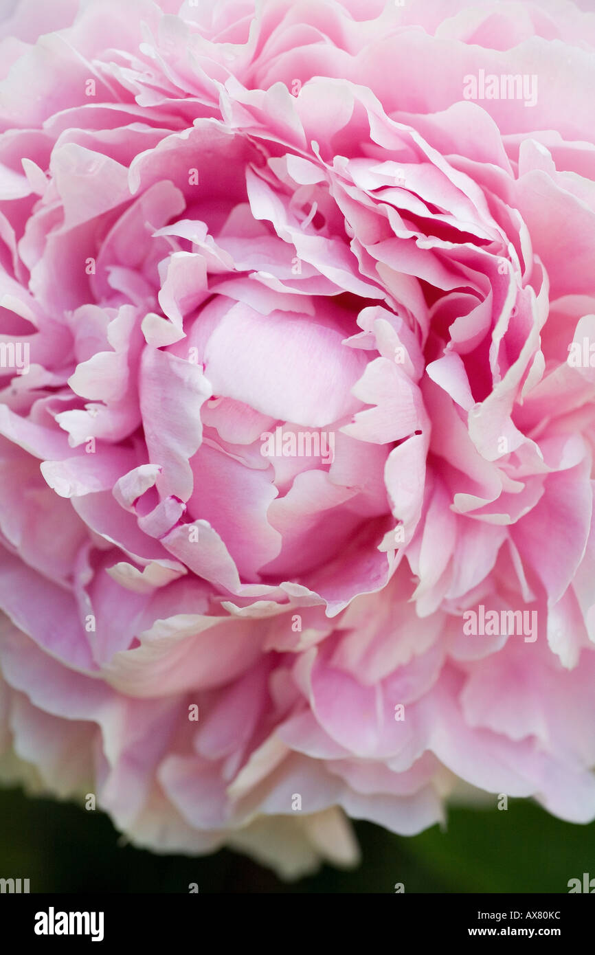 Peony bloom bright pink magenta Stock Photo