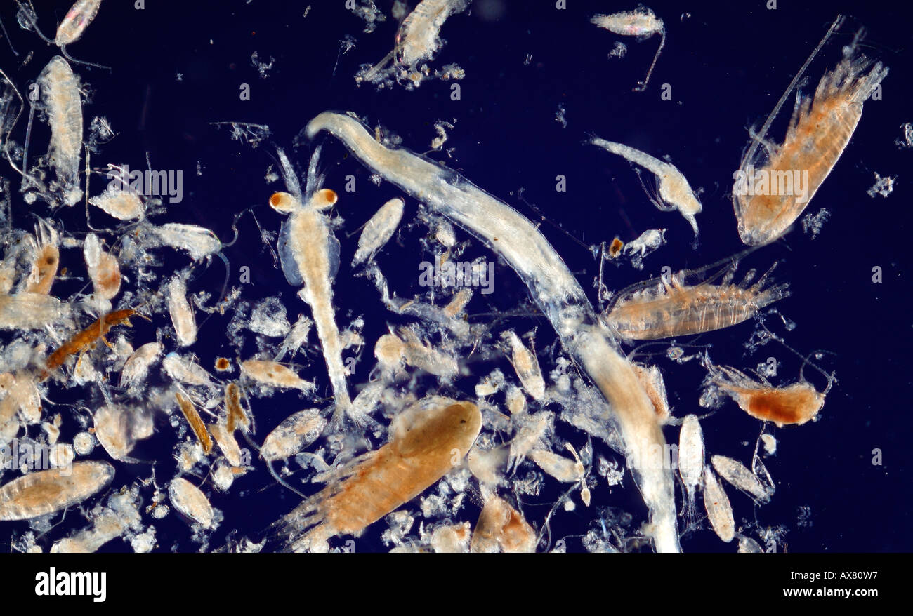 Zoo Plankton variety Stock Photo