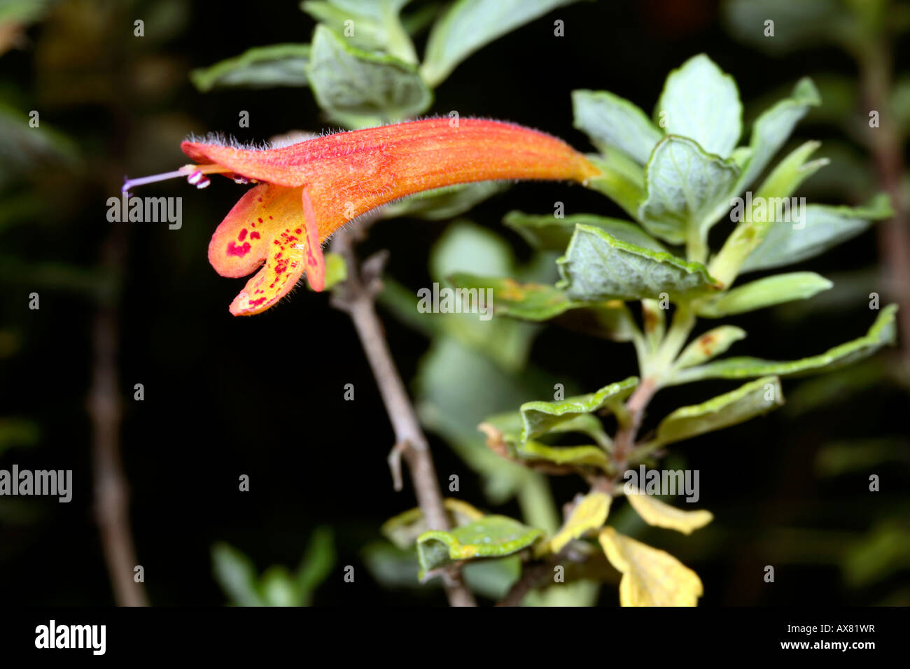 Clinopodium tomentosum, family Lamiaceae. This plant is endemic to Ecuador Stock Photo