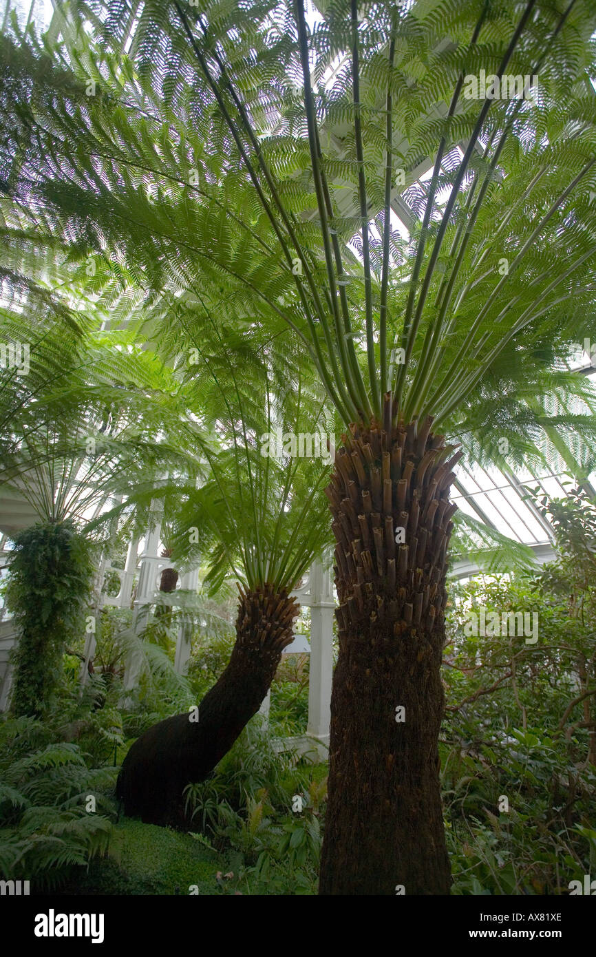 New zealand tree ferns dicksonia hi-res stock photography and images ...