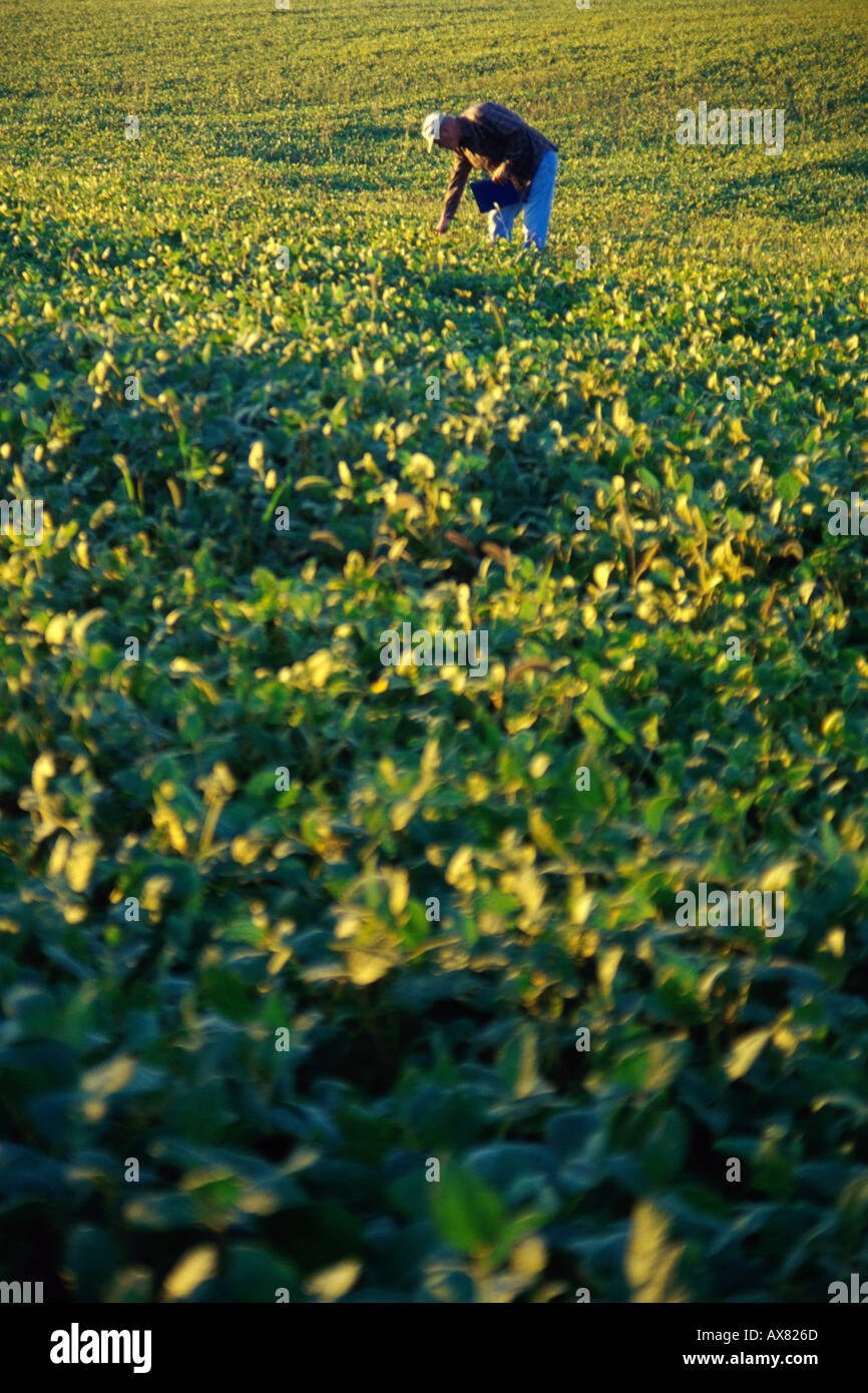 Farmer harvesting soybean field hi-res stock photography and images - Alamy