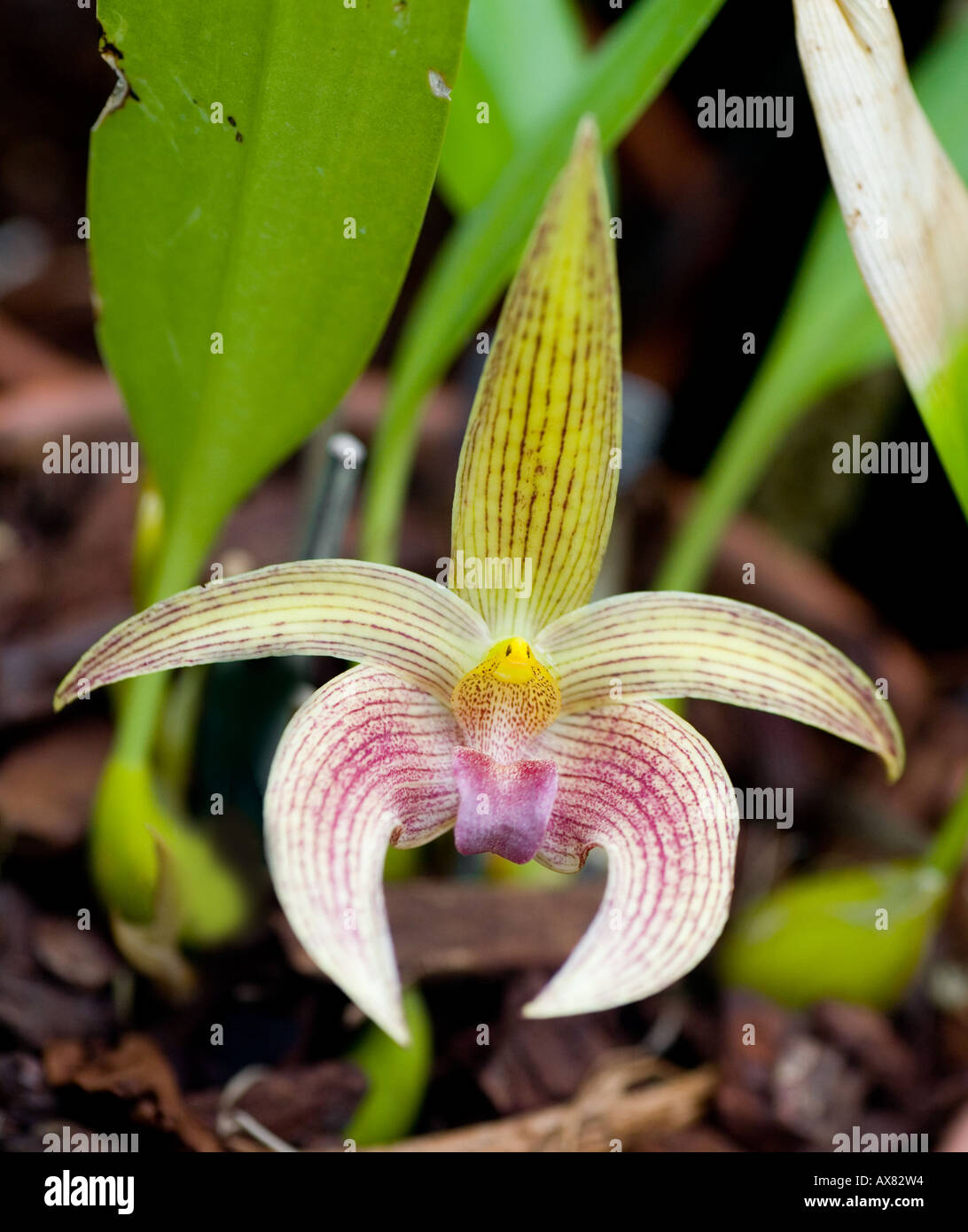 Orchid Dendrochilum latifolium from the Phillipines Stock Photo