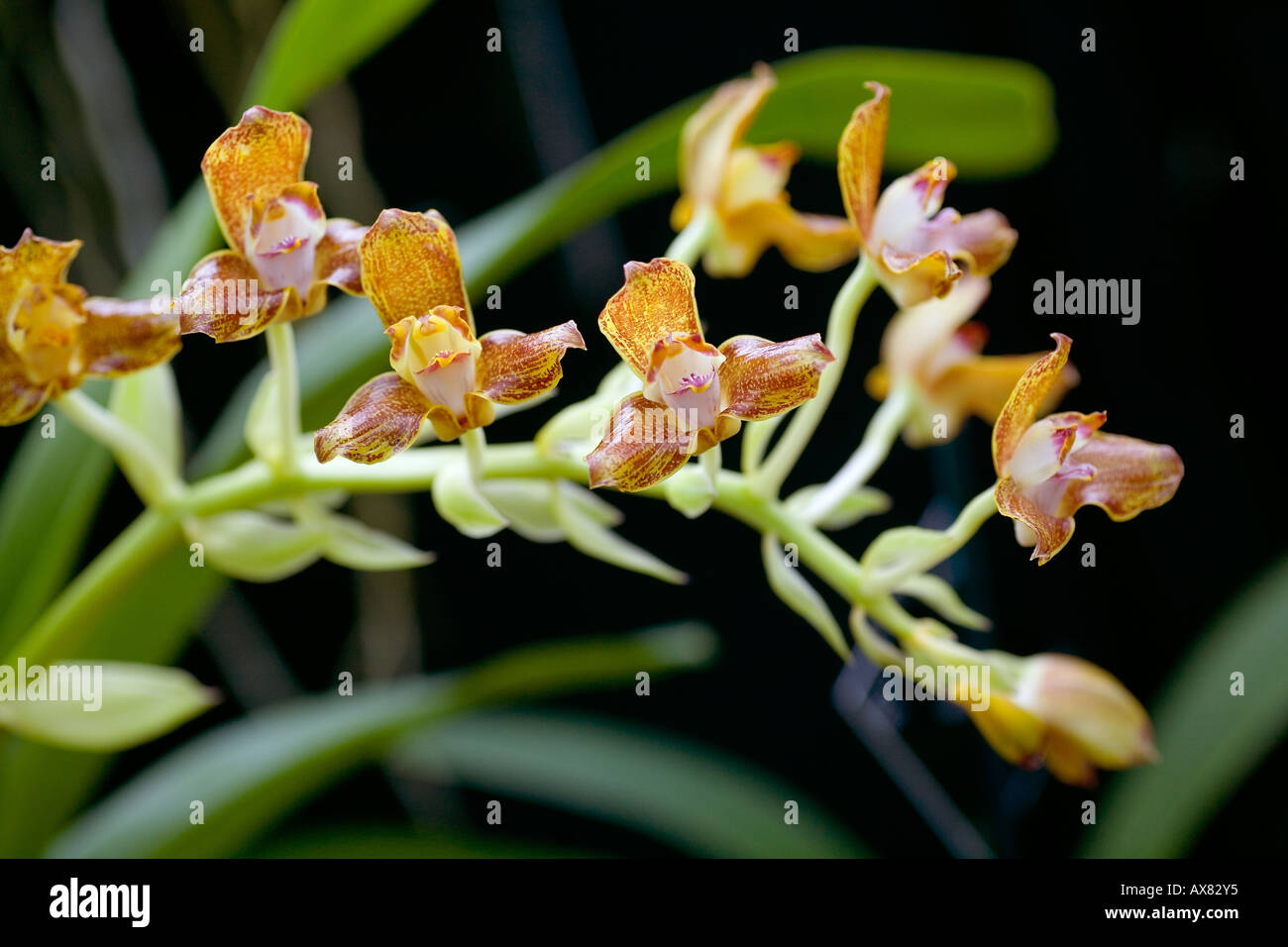 Orchid flowers Grammangis ellisii Stock Photo