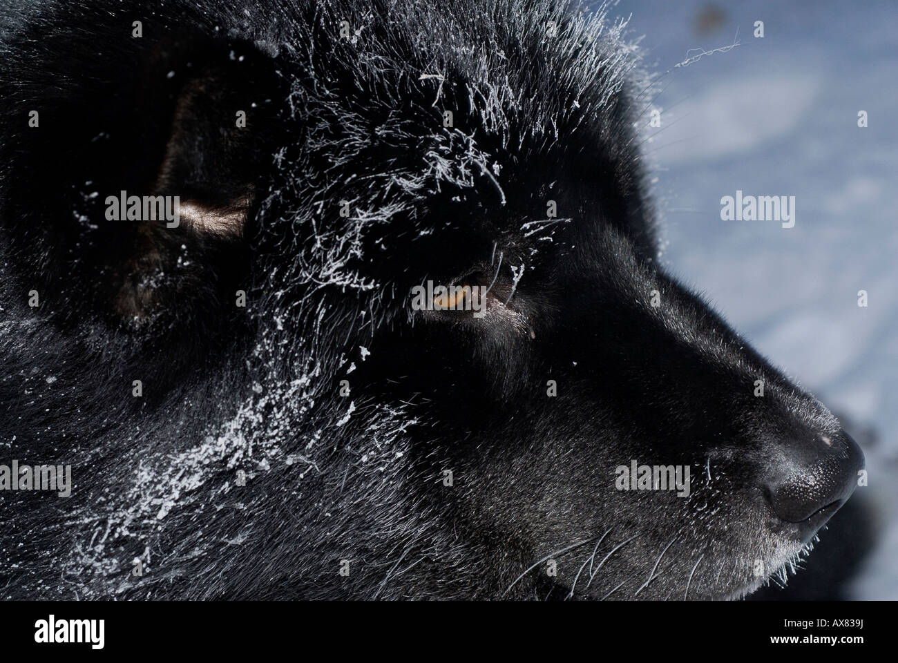 greenlandic sled dog in closeup with frost on fur Stock Photo