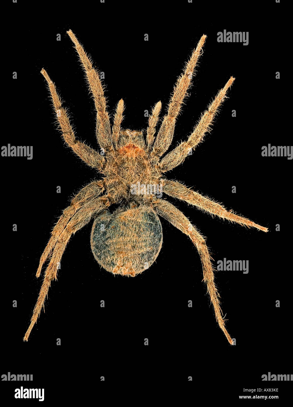 Wolf spider female photomicrograph darkfield illumination Stock Photo