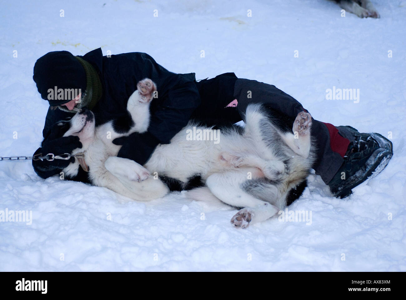 Greenlandic Sled dogs are bred for docility endurance and size reaching 55 kg handler Mads Woemer with lead dog Pompa Handlers l Stock Photo