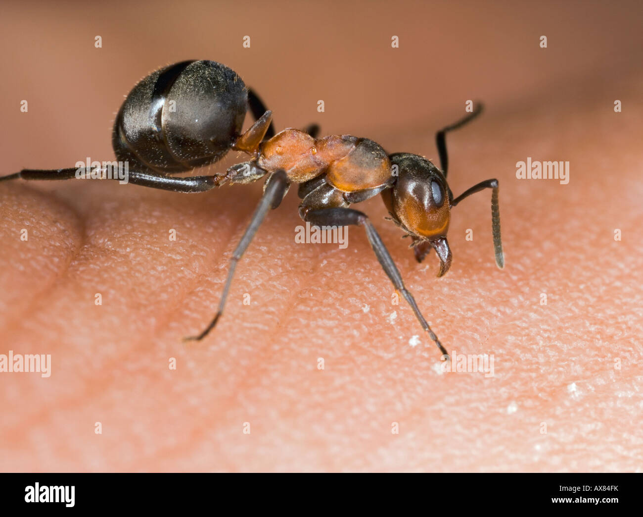 Wood ant Formica rufa bites human Stock Photo Alamy