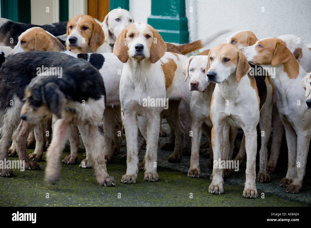FOX HUNTING BEAGLES HORSES HOUR OF MEETING DOGS HUNT