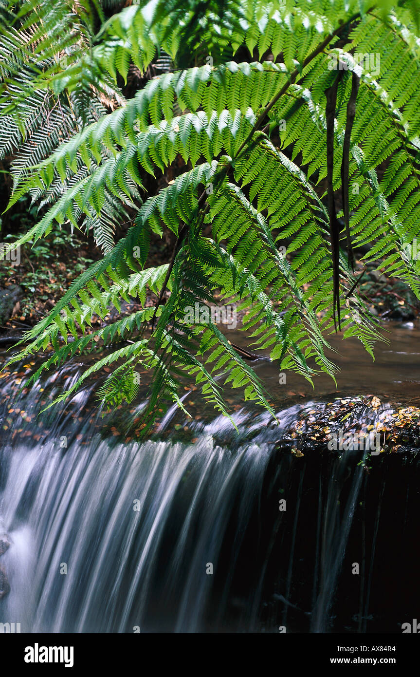 Fern, Cyathea Falls, Tarra Valley, Tara Bulga Nat.Parc Victoria, Australia Stock Photo