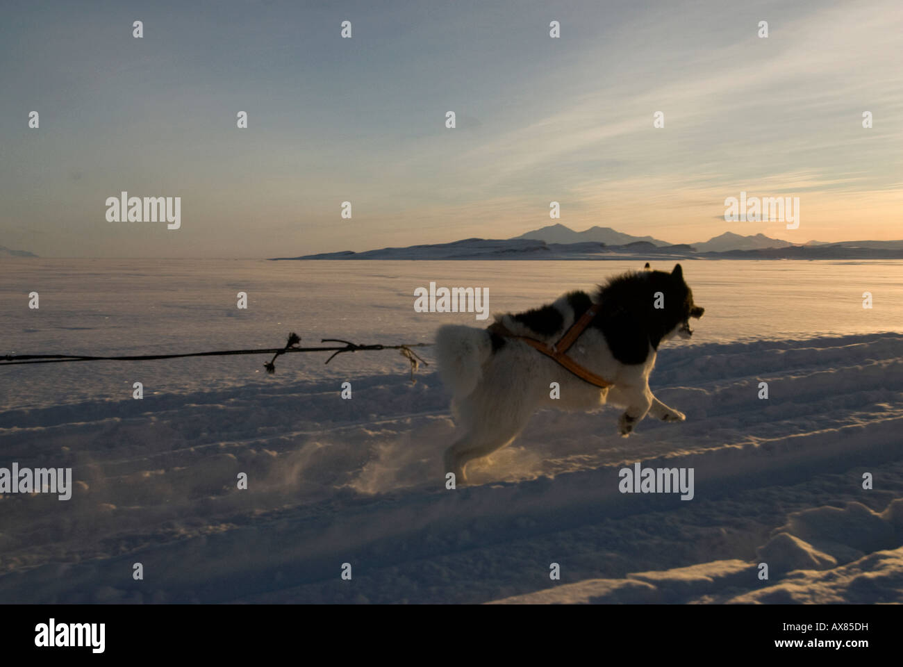 Husky running in snow in harness in winter Stock Photo