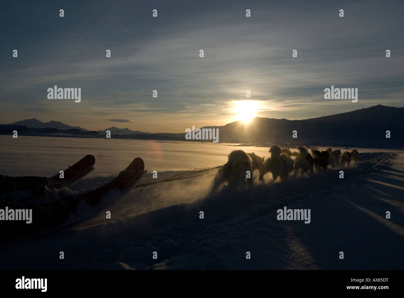 Dog sled being pulled by greenlandic huskies Danish Special Forces Sirius Dog Patrol Mestersvig North East Greenland  winter Stock Photo