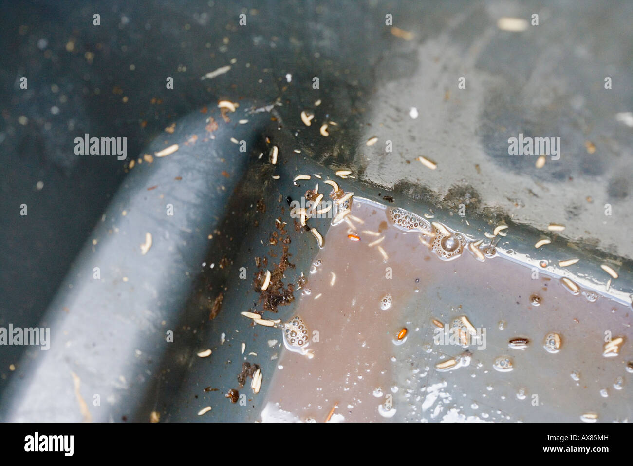 Maggots breeding in refuse bin as a result of fortnightly collections Stock Photo Alamy