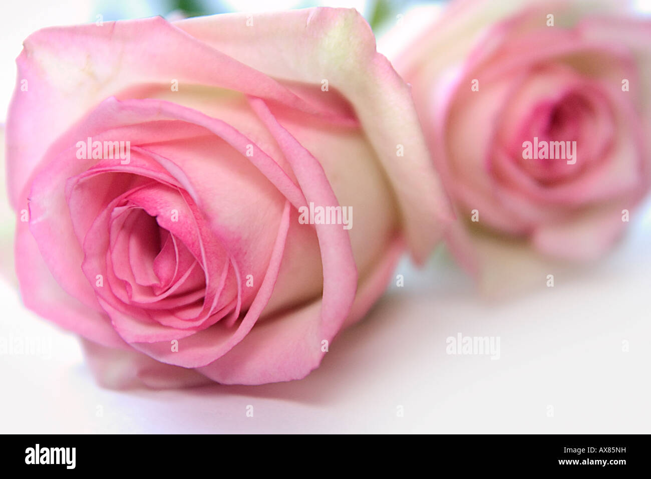 White Roses with Pink tips Stock Photo Alamy