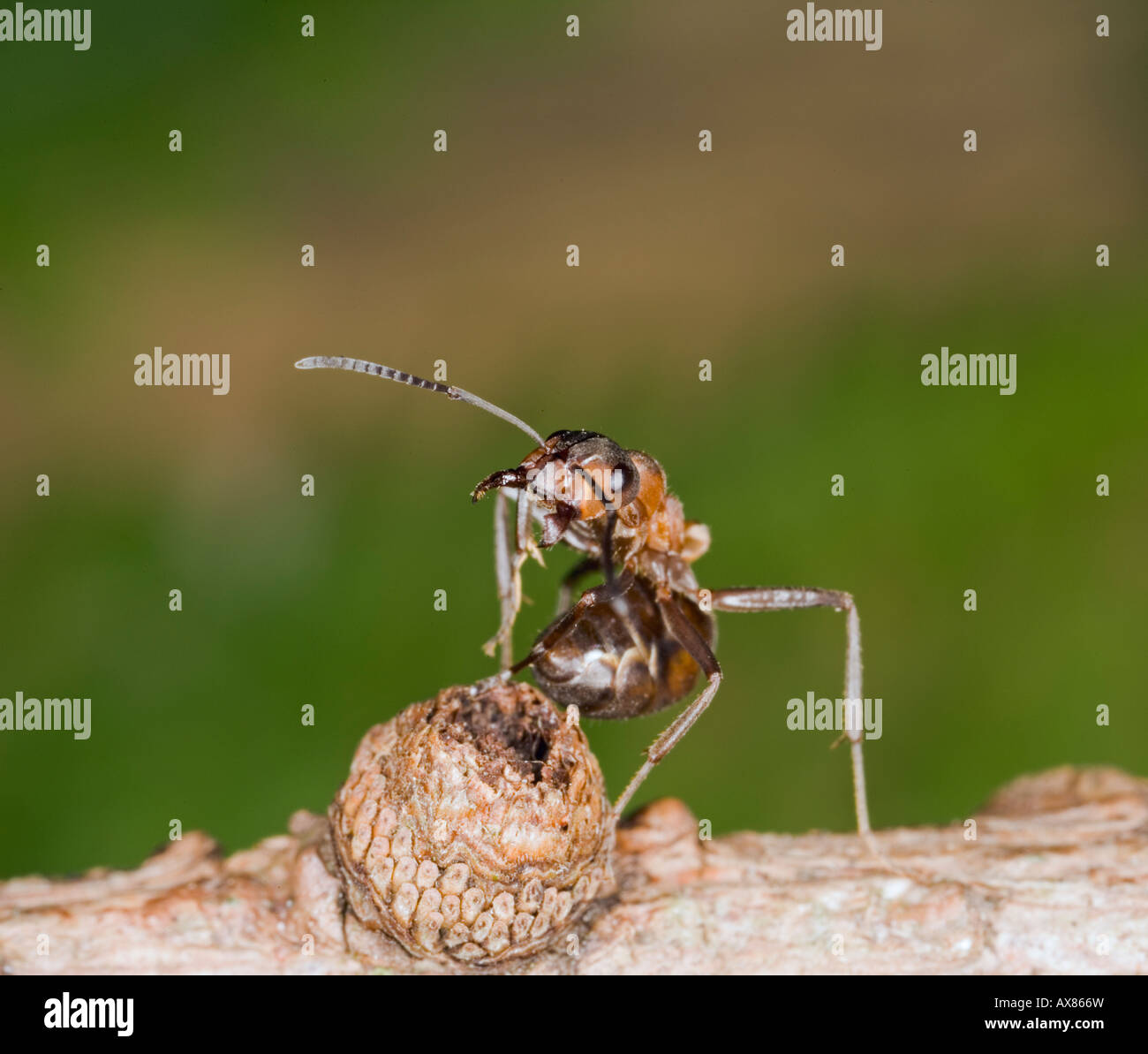 Wood ant Formica rufa defence posture Stock Photo Alamy