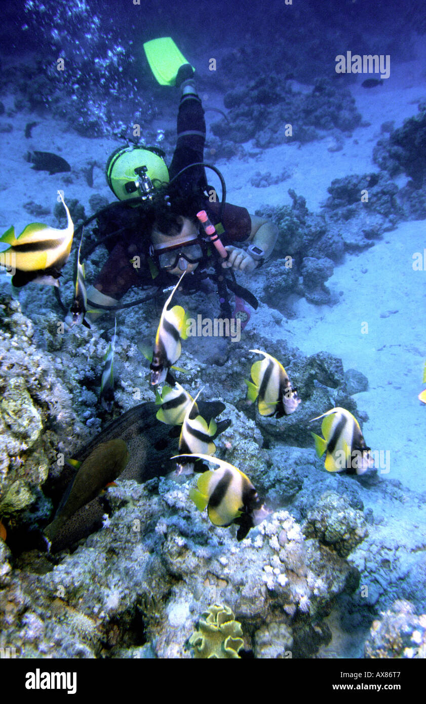 Egypt Red Sea Diver looking at giant Moray Eel amongst schooling bannerfish Stock Photo
