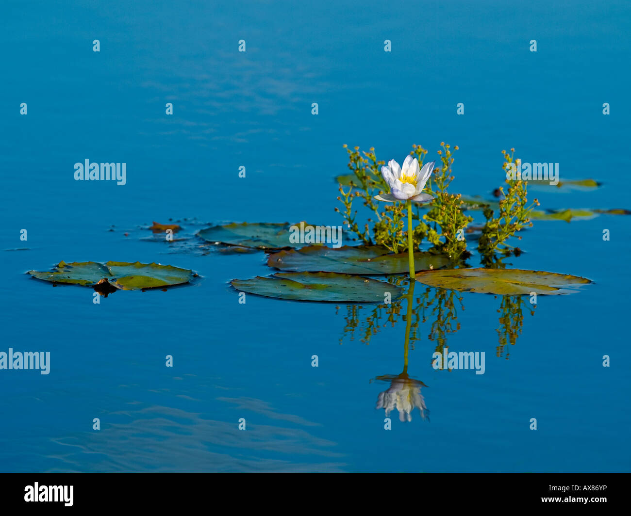 Aboriginal Australians visual data 8