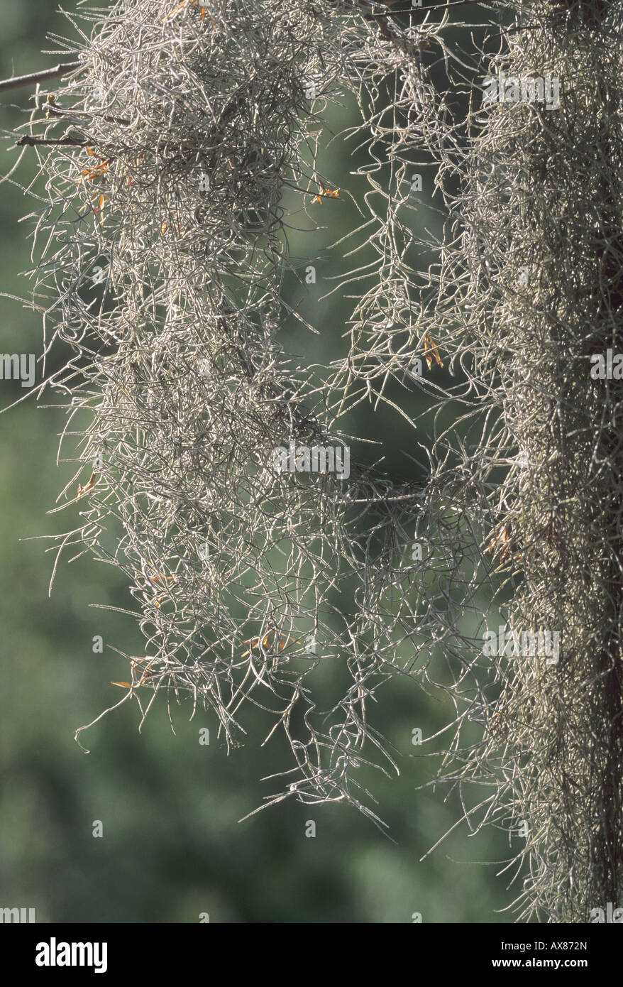 Tillandsia usneoides hi-res stock photography and images - Alamy