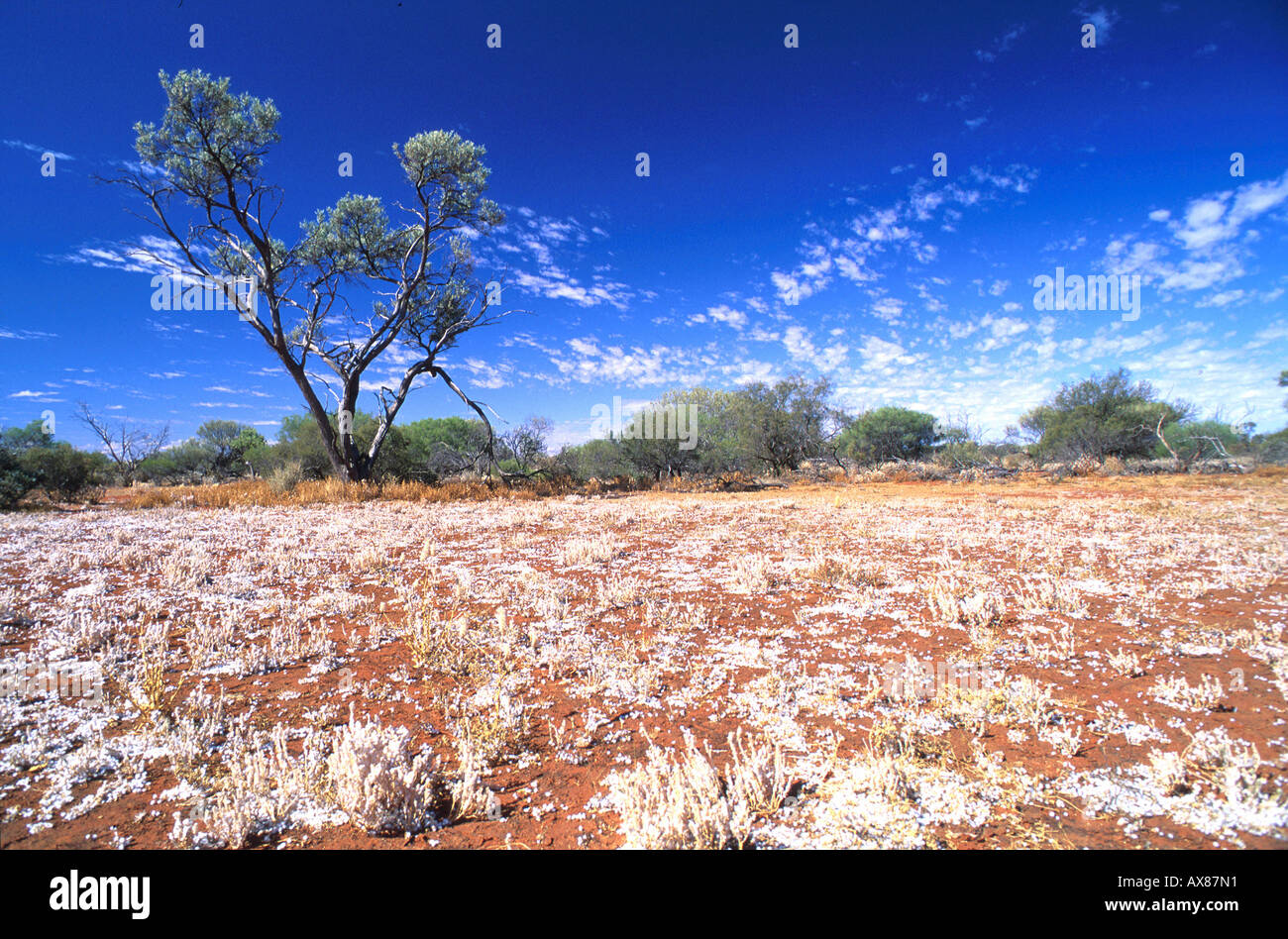 Bluehende Straeucher, Outback, oestl. Carnarvon Westaustralien Stock Photo