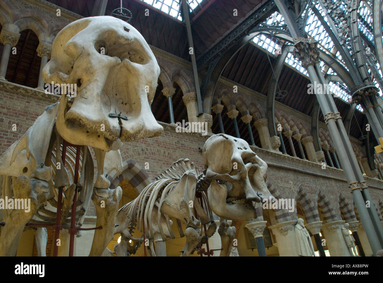 Two dinosaur skeletons Oxford University Museum of Natural History