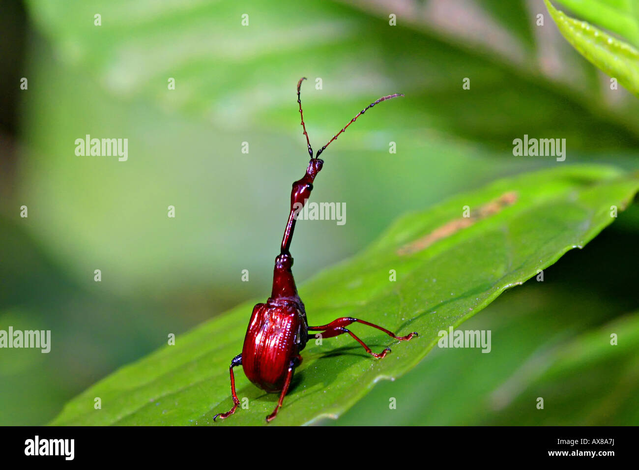 insect on leaf Stock Photo - Alamy