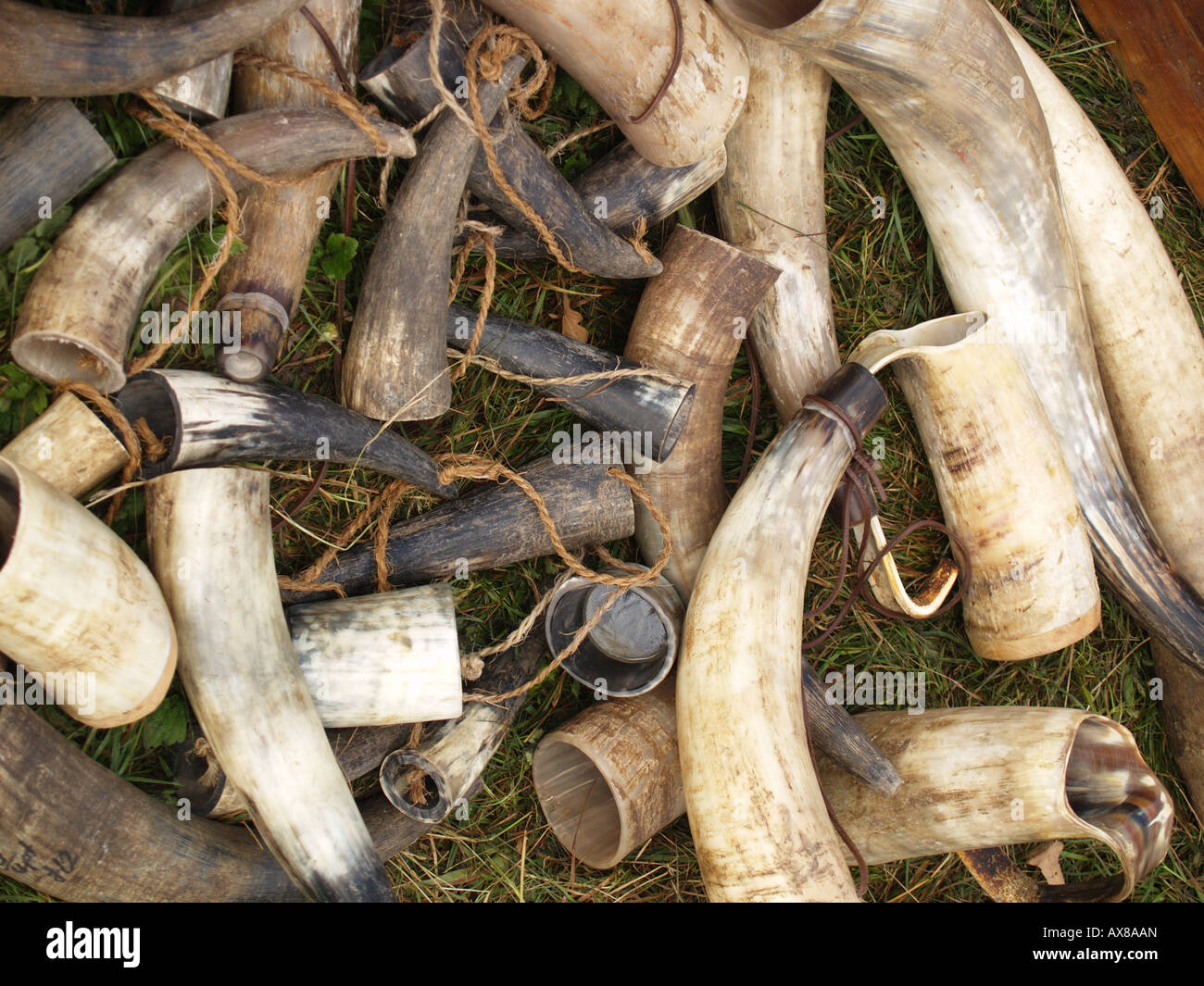 bull horns fashioned to drinking vessels ale beer Stock Photo Alamy