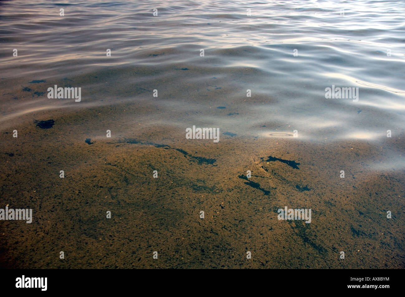 Algal bloom (probably Trichodesmium sp.) on the surface of a tropical sea Stock Photo