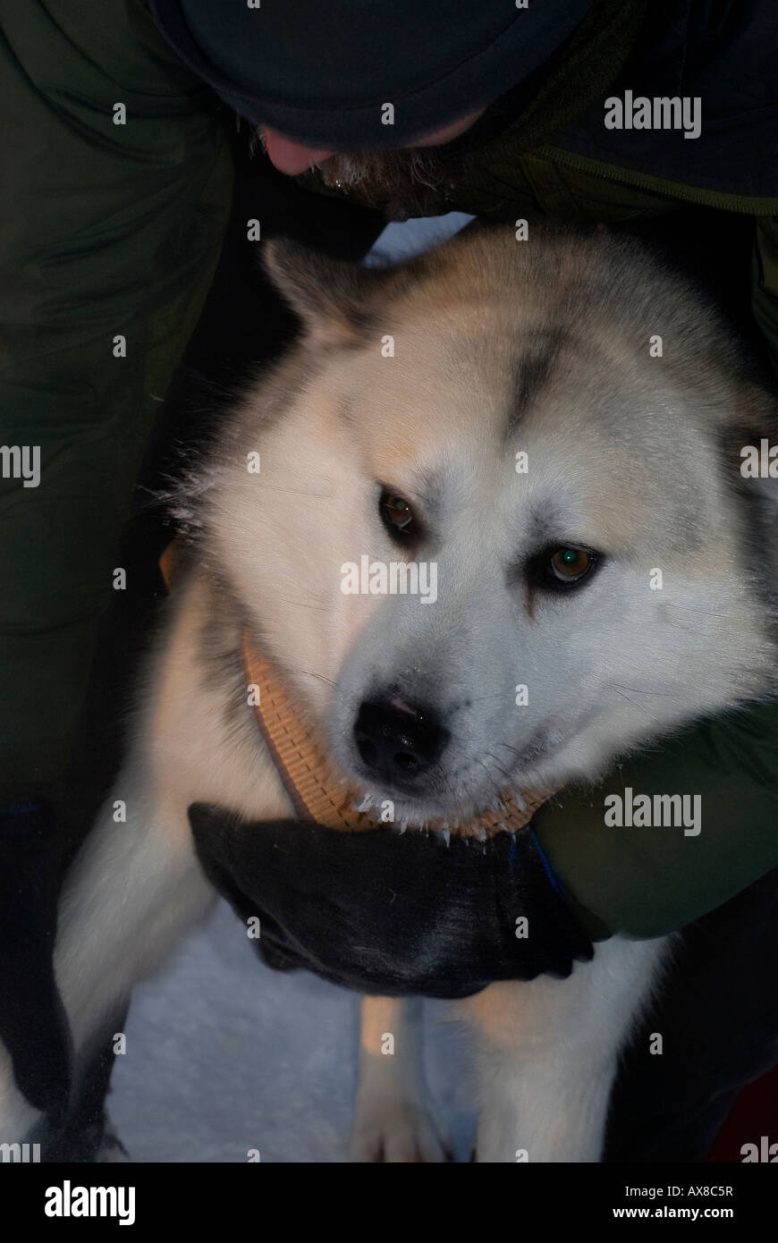 greenlandic sled dog being put into harness Stock Photo