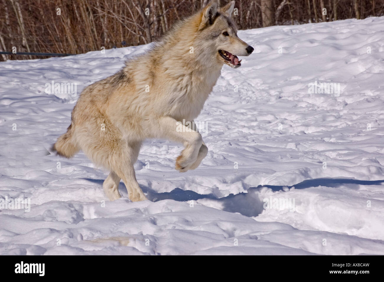 Surprised Wolves An excited wolf Stock Photo - Alamy