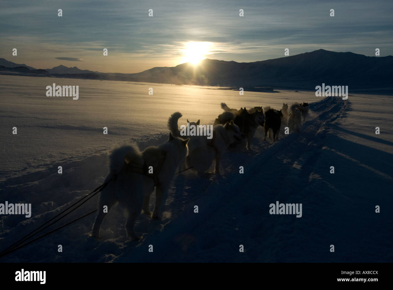 Sirius military dog patrol establishes Danish sovereignty over Arctic Greenland Stock Photo