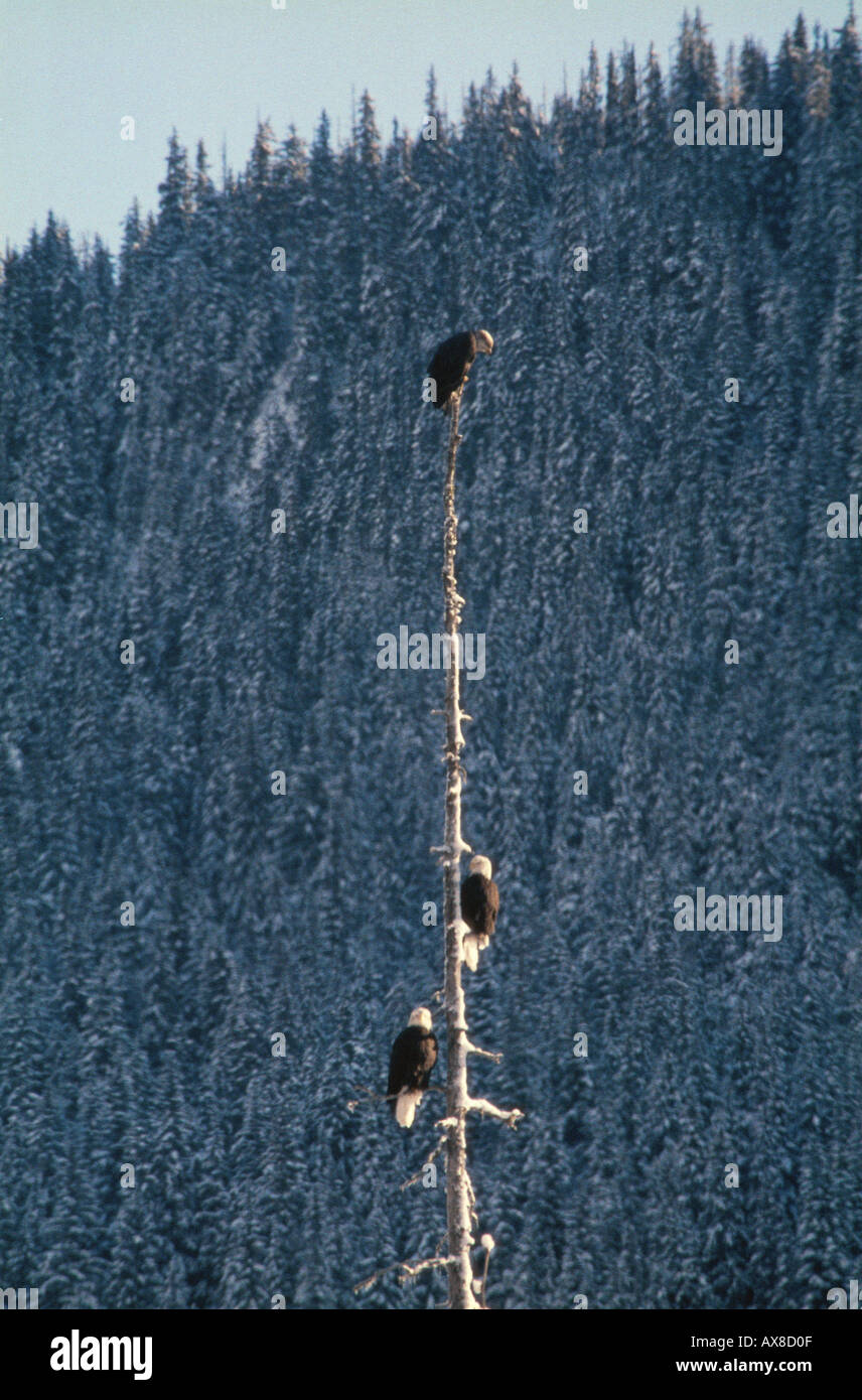 Bald Eagles Alaska USA Stock Photo - Alamy