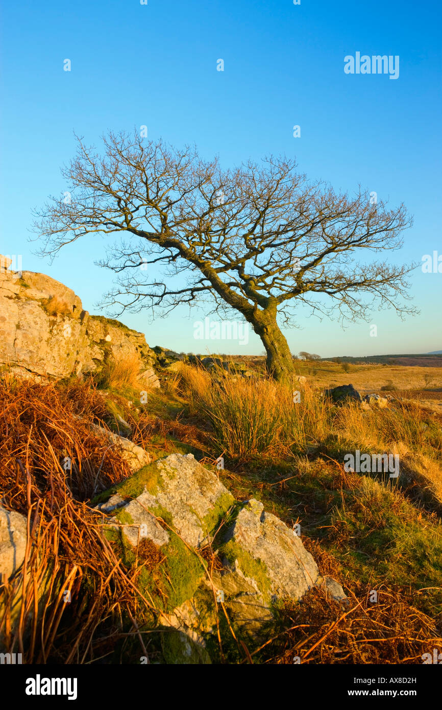 Wales country tree hi-res stock photography and images - Alamy