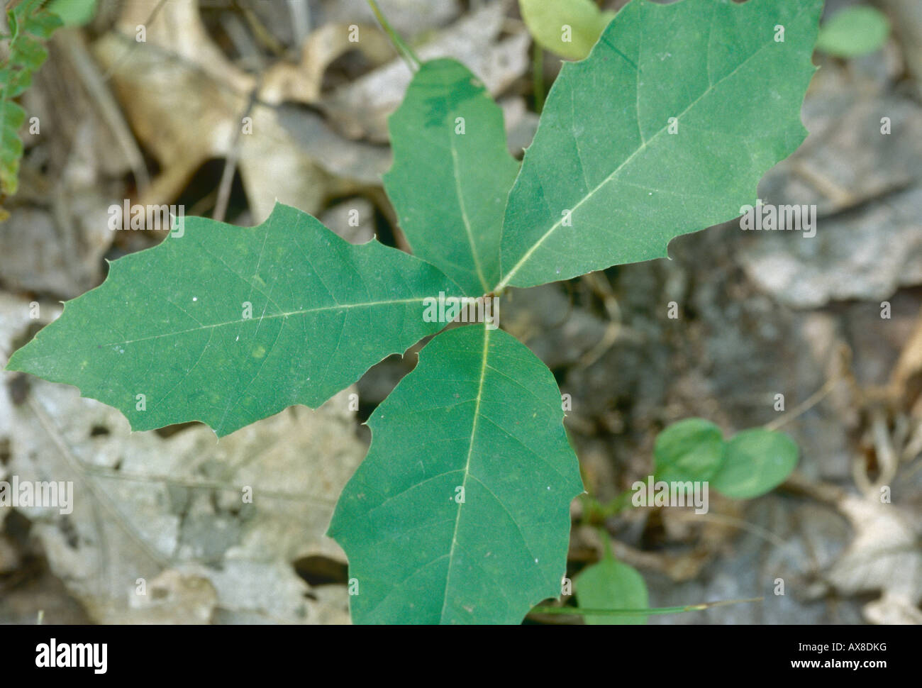 Quercus velutina hires stock photography and images Alamy
