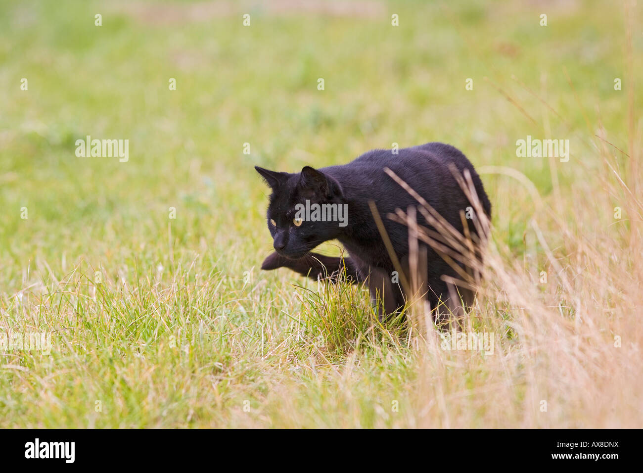 Domestic cat black feral cat hunting Stock Photo - Alamy