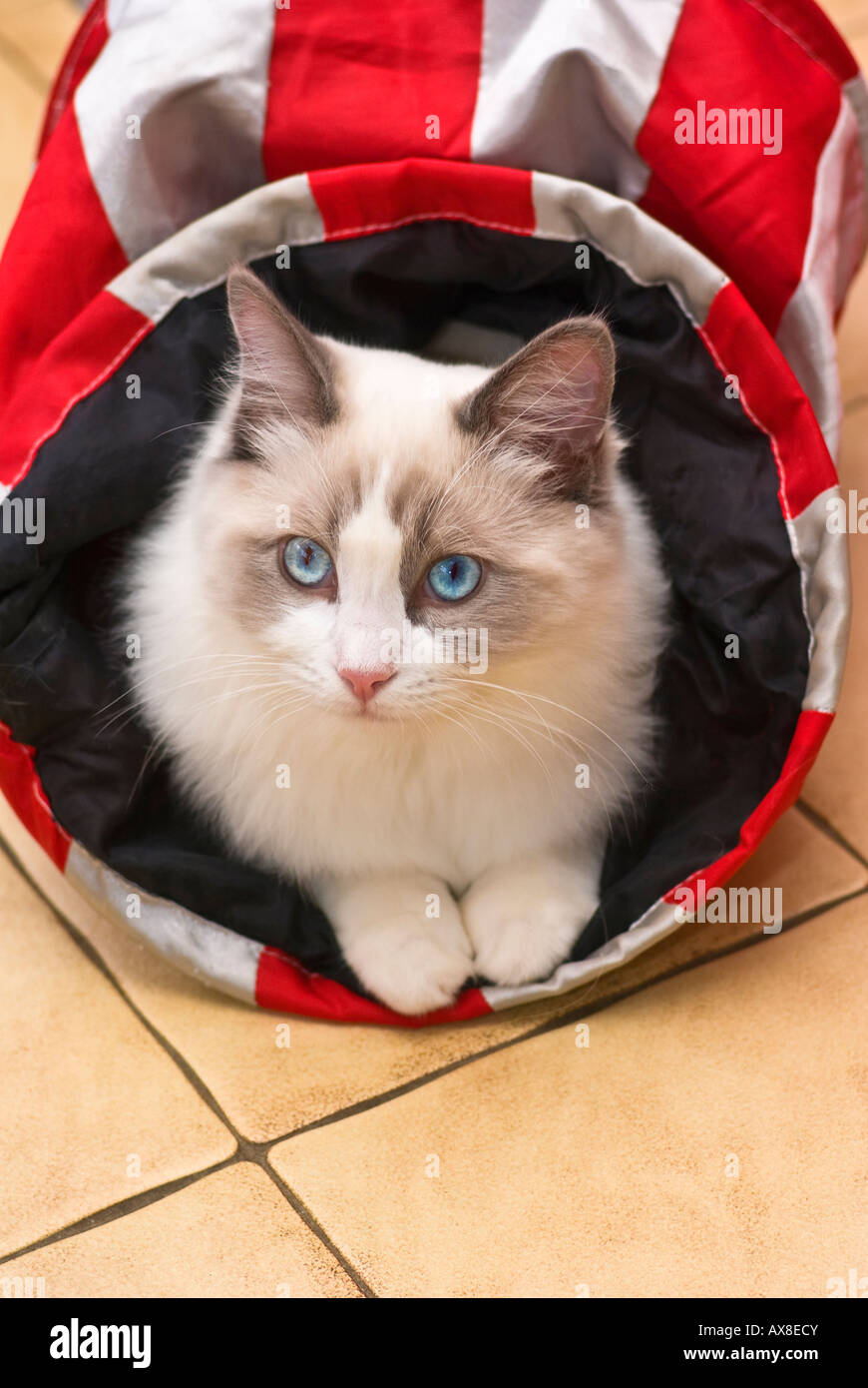 Six months male pedigree Ragdoll kitten playing in a tunnel Stock Photo