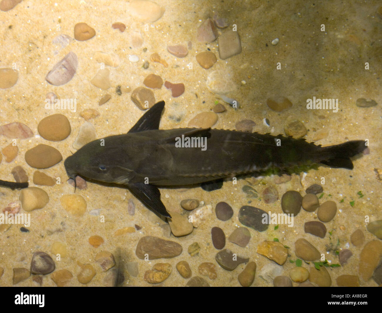 Ripsaw catfish, Oxydoras niger, AKA Black Talking Catfish, Mother