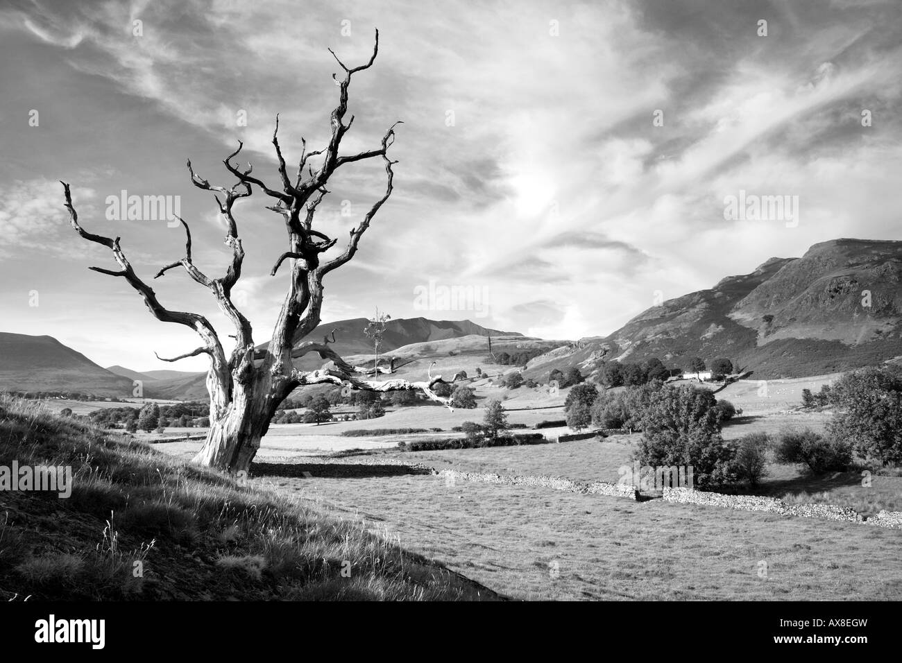 'Dead tree' On the road to Keswick near Dale Bottom, 'Lake District' England. Black and white. Stock Photo