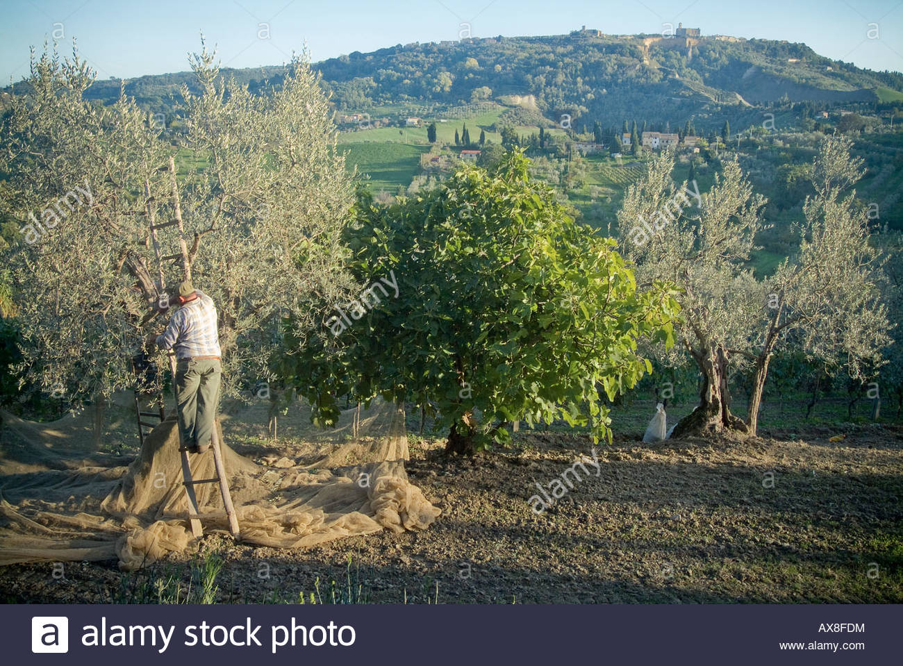 Olive Pickers High Resolution Stock Photography and Images - Alamy