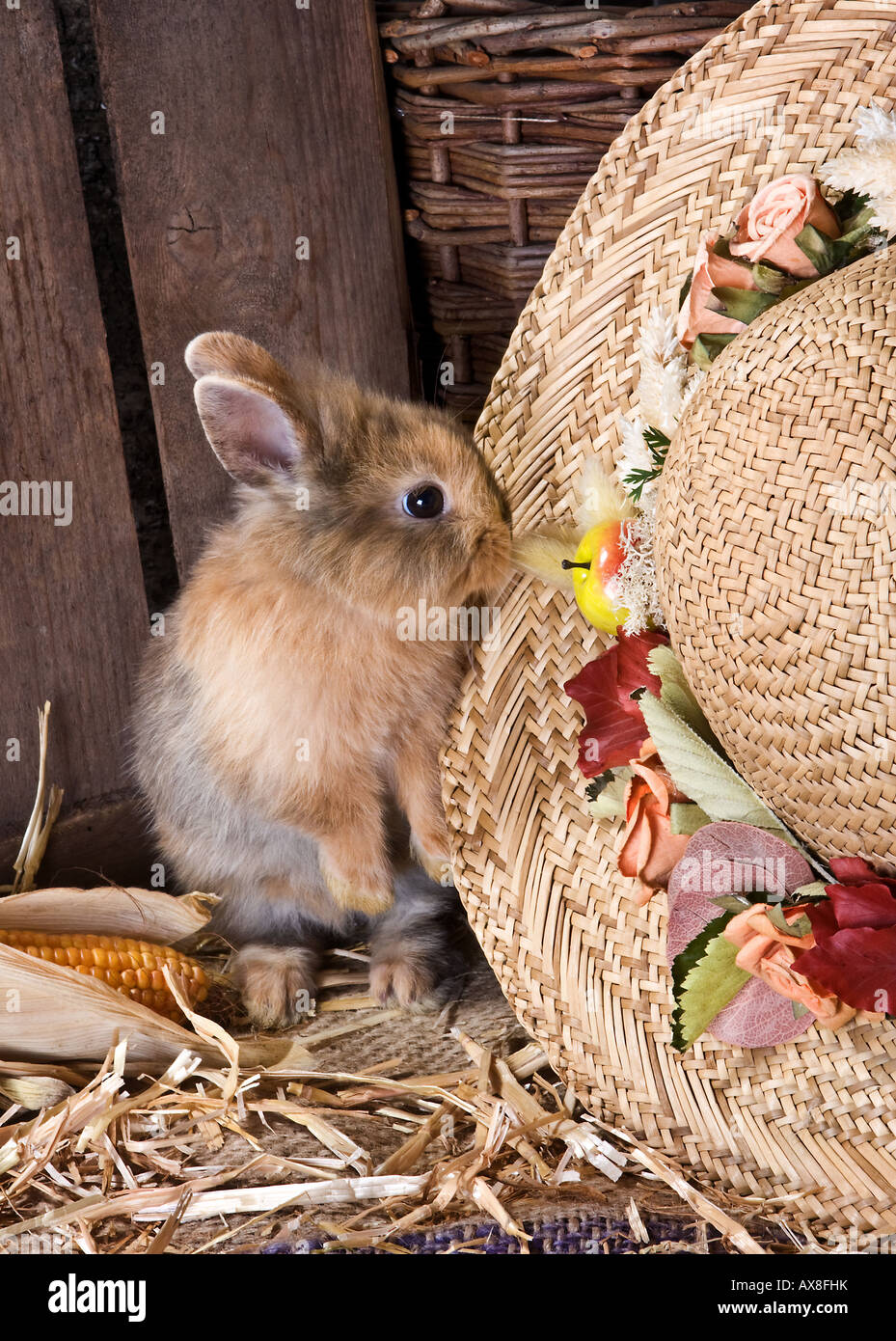 Little brown rabbit nibbling on a straw hat Stock Photo