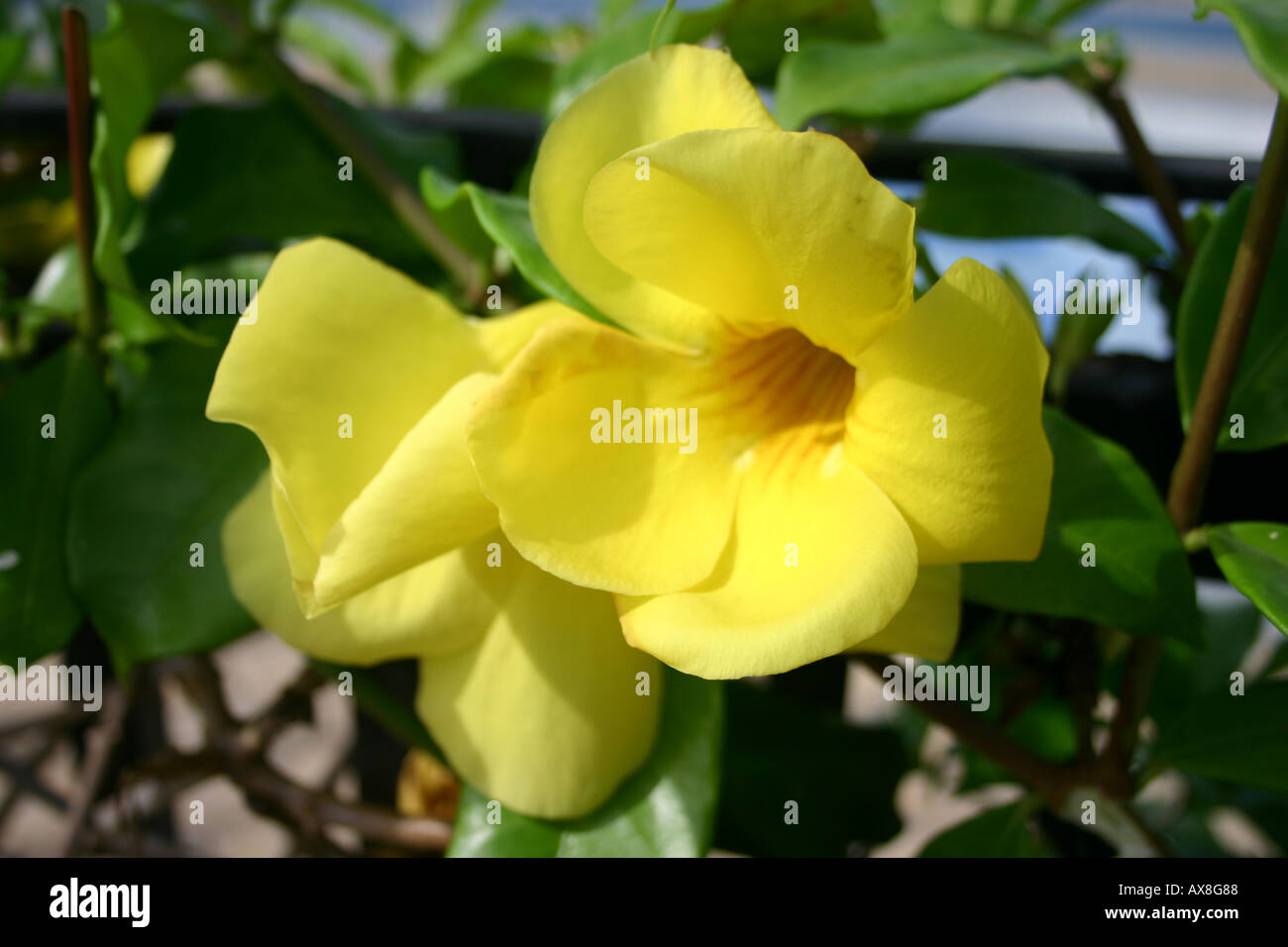 A closeup of one of the sub tropical flowers that are abundant in