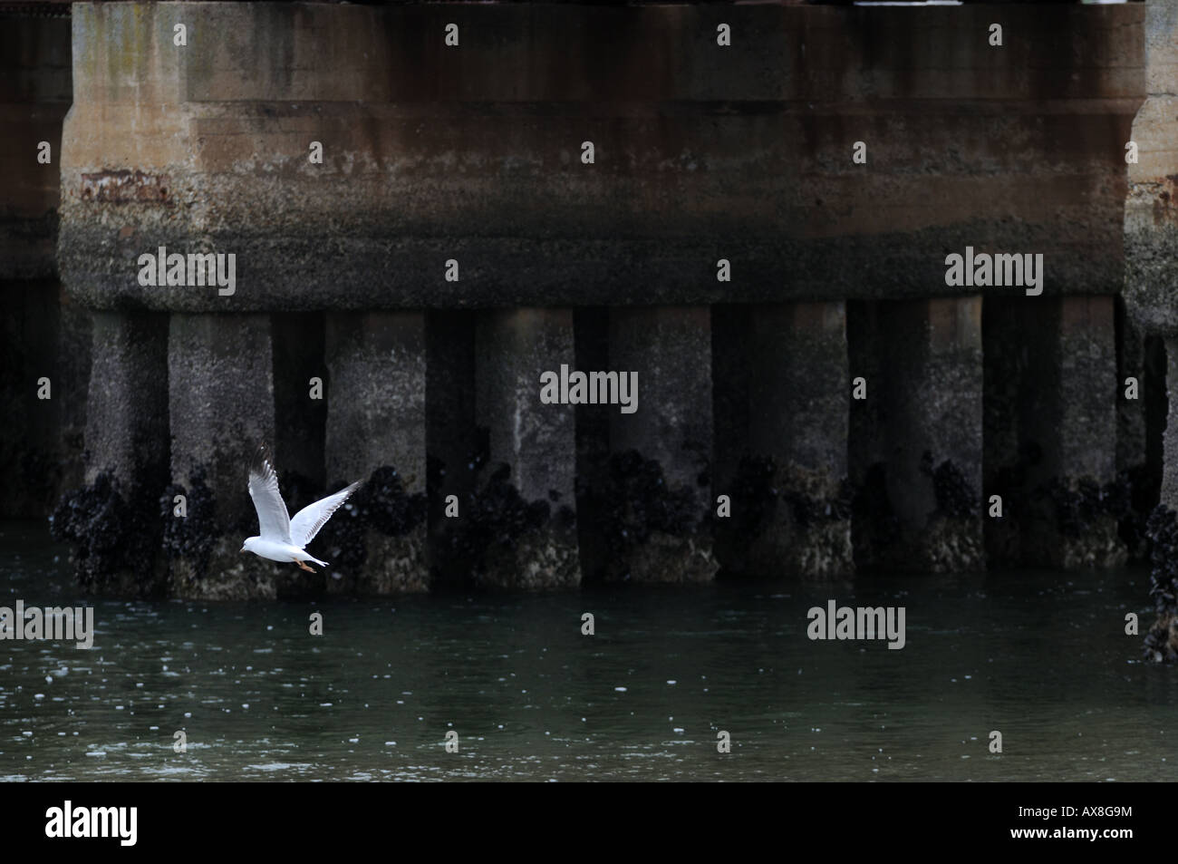 A seagull flying under a train bridge at Ethelton in Adelaide, South