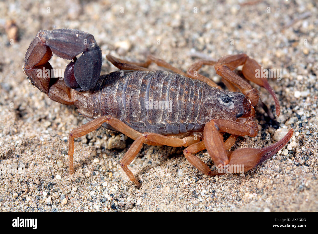 Scorpion in the Ecuadorian Andes Stock Photo