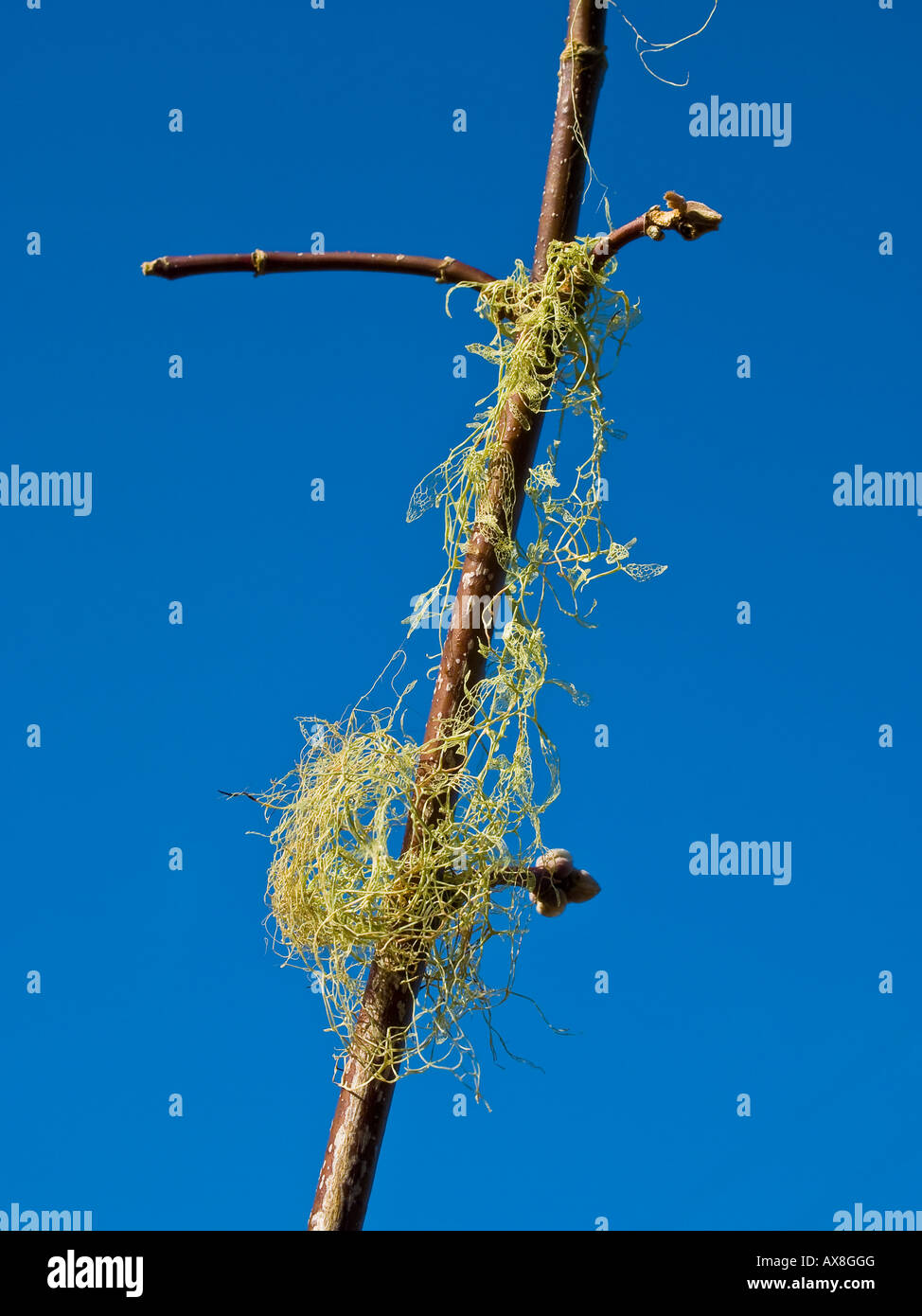 Spanish moss (Tillandsia usneoides Stock Photo Alamy