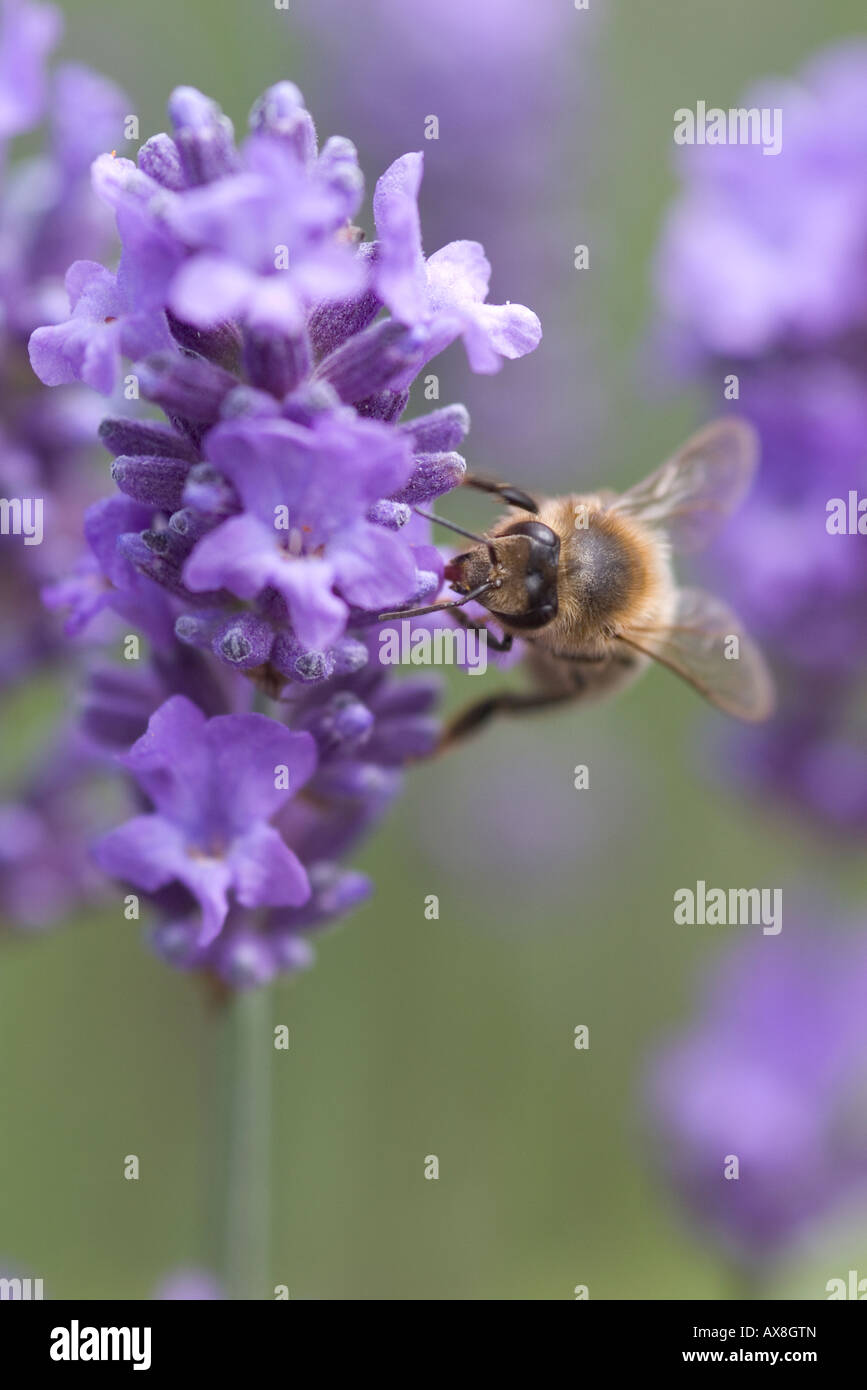 Bee pollen proboscis hi-res stock photography and images - Alamy