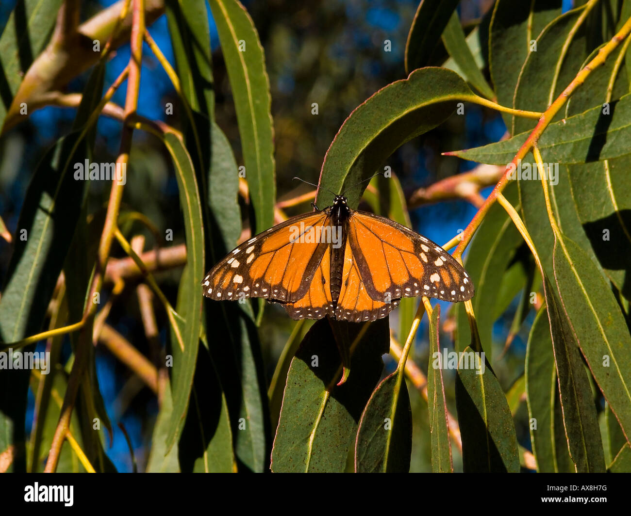 Monarch Butterfly Danaus plexippus Stock Photo - Alamy