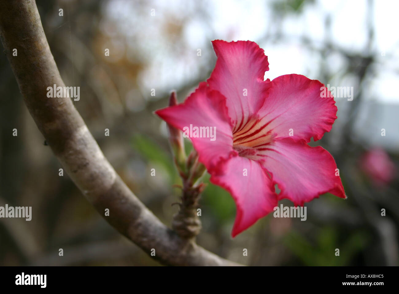 One of the flowers in Mole National Park, in the Northern Region of