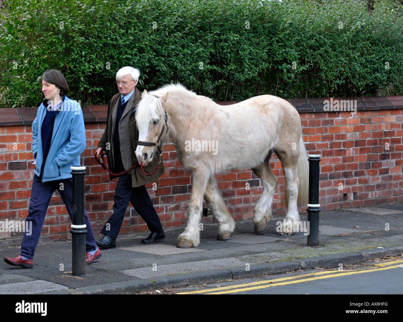 man walking horse on pavement Stock Photo Alamy