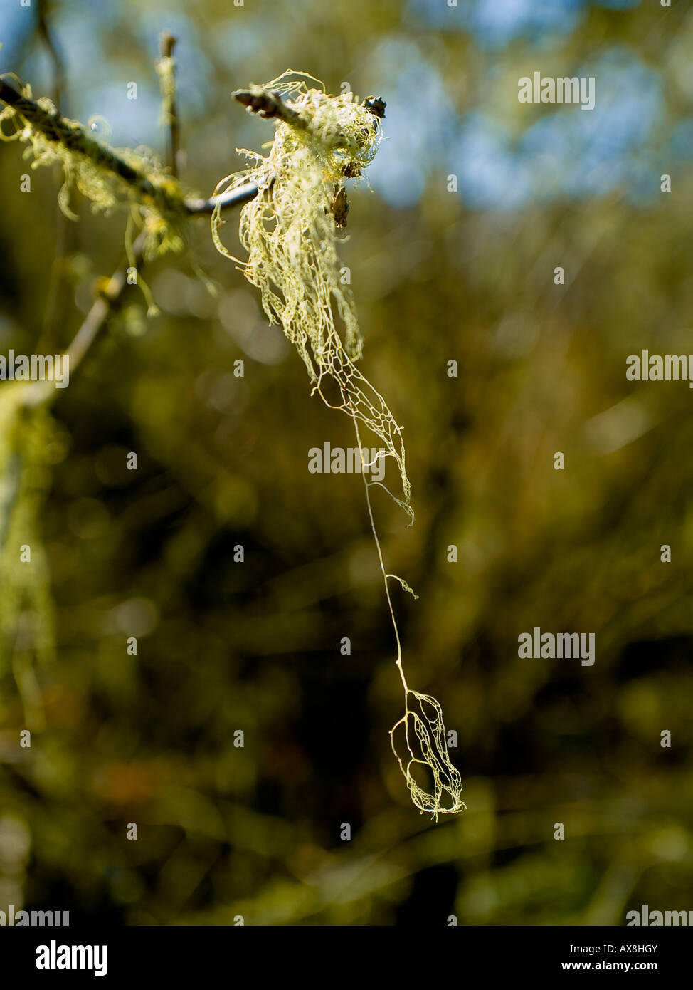 Tillandsia usneoides hi-res stock photography and images - Alamy