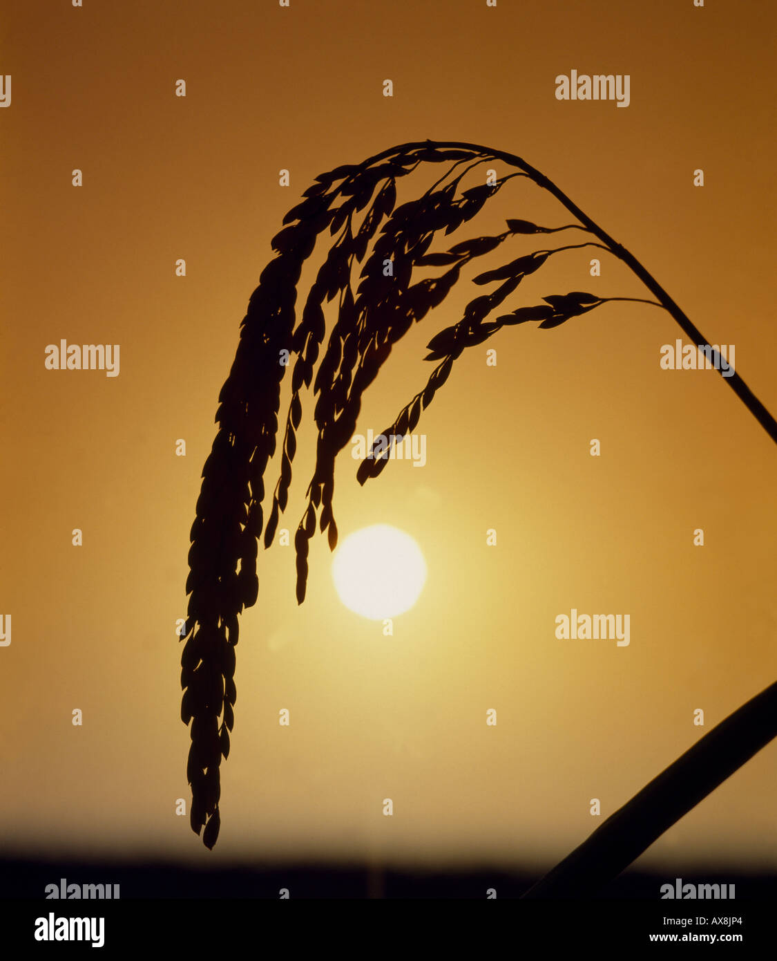 LE BONNET LONG GRAIN RICE ARKANSAS Stock Photo - Alamy