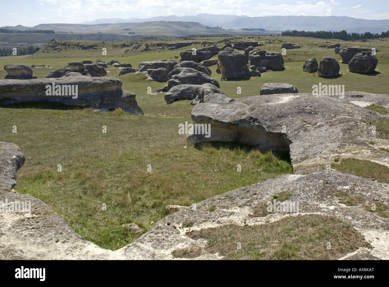 The weird landscape at Elephant Rocks, North Otago in the South Island of New Zealand Stock Photo